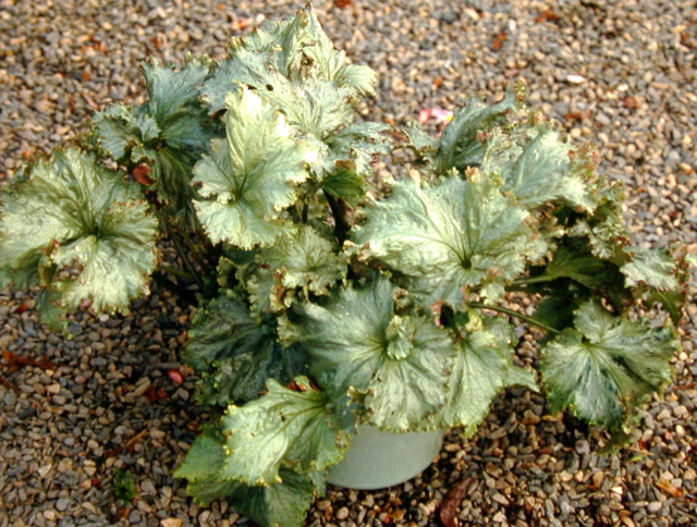 B. ‘Hiro’